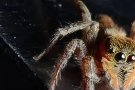 蜘蛛踩死后会有细菌吗