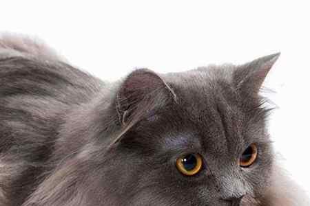 43天的小猫可以吃硬猫粮了吗