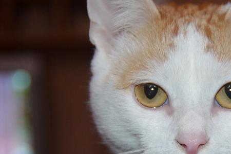 猫眼睛为什么一会圆一会扁的