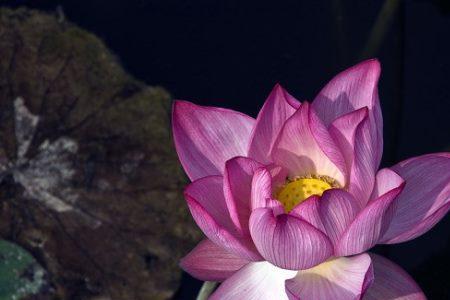 野芙蓉种植技术