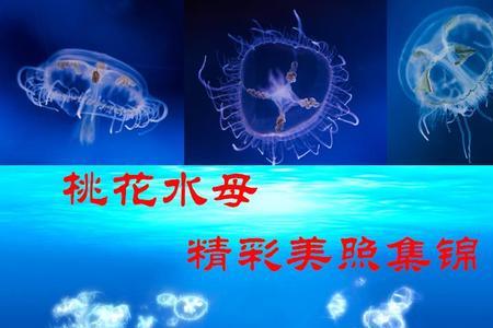 桃花水母为什么会突然出现