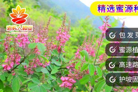 花木兰是红宝箱还是蓝的