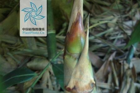 绿竹片如何泡成竹浆