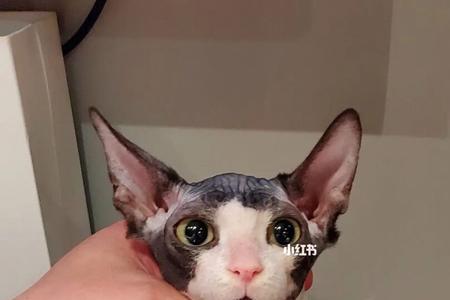 无毛猫开脸的标准