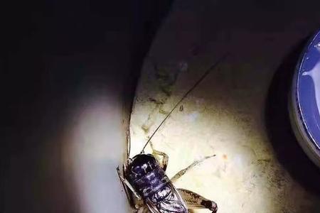 蟋蟀三尾为啥要分开