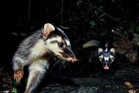 野生鼬獾人能不能吃