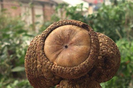 阴阳子煮水要煮多久