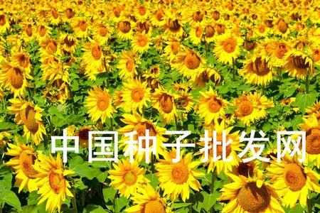 葵花籽夏天能播种吗