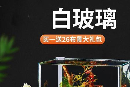 淡水鱼缸可以养什么