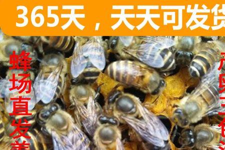 红环蜂王优缺点