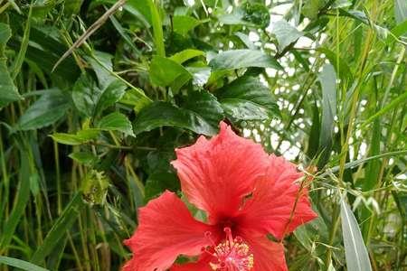 初夏的扶桑花是什么意思