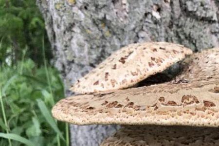 虎掌菌何时采收
