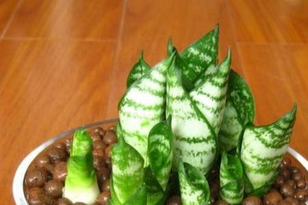 青脉虎皮兰银脉虎皮兰的区别