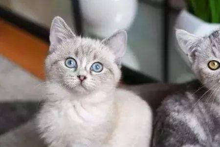 养公猫的十大好处和坏处