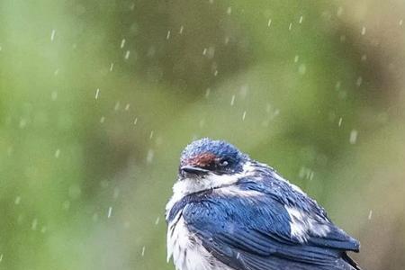 雨燕为什么叫无脚鸟