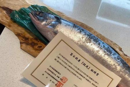 池鱼王和三文鱼哪个贵