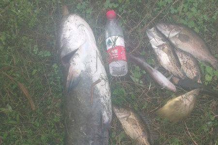 冬季钓鲶鱼最佳天气