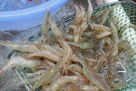 青虾白虾和明虾的区别