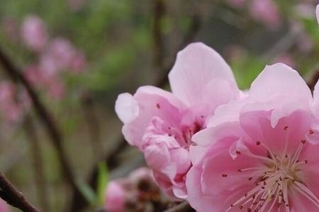 桃木桌面优缺点