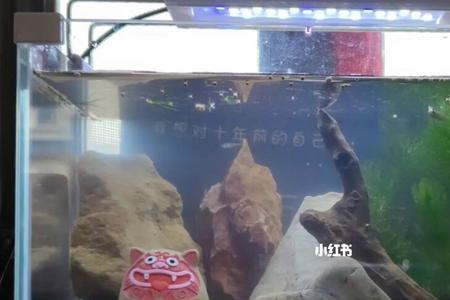 30cm的鱼缸怎么加温