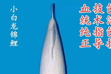 小白龙鱼是什么鱼