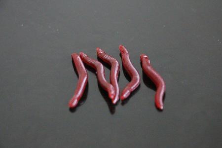 蚯蚓中间断了还能活多久
