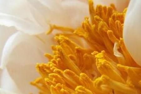 牡丹花蕊茶一次泡多少
