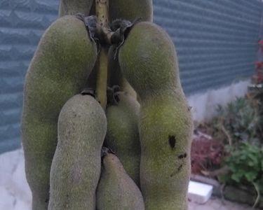 远荷子是什么植物种子