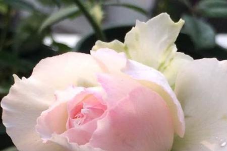 仙女泉月季优缺点