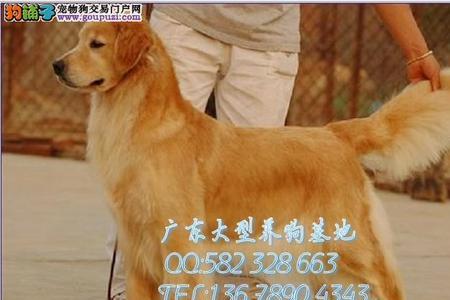 广东中山哪里有卖狗的