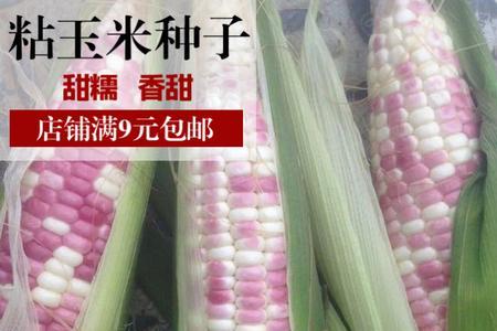 花糯玉米和白糯玉米的区别
