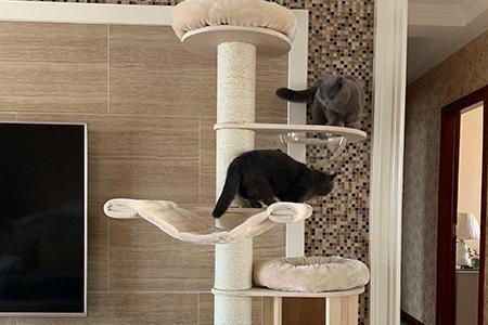 猫爬架可以做成屏风吗
