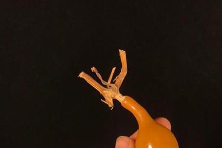 葫芦不响籽可以盘吗
