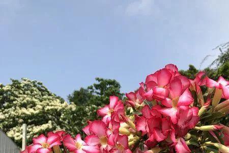 沙漠玫瑰索科特拉是什么花色
