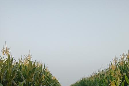 吉林玉米立秋出穗赶趟吗