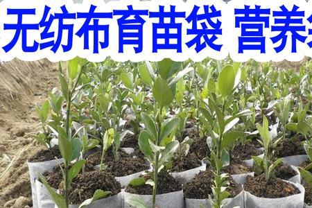 营养杯能用几年