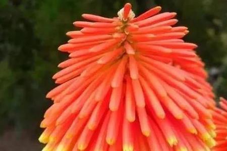 世界之花有什么好玩的