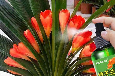花满枝促花药