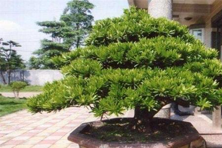 罗汉松怎样养殖