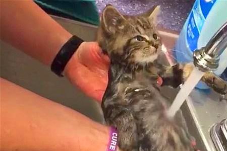 猫喝开水会烫到吗