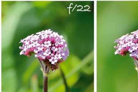 苹果11怎么拍背景虚化