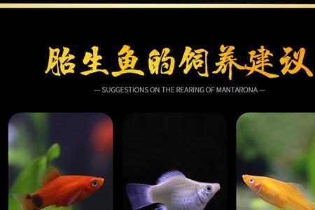 米奇鱼冬季适合温度是多少