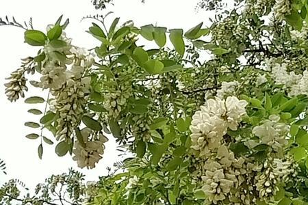 槐树花真香的主要内容是什么_