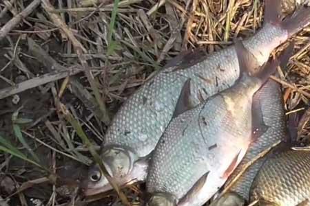 3-4两的鳊鱼用什么钩