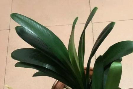 君子兰绝版黑珍珠是什么品种