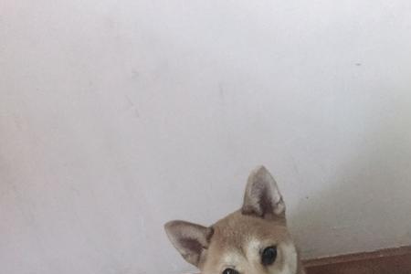 10个月柴犬白天在家散养么