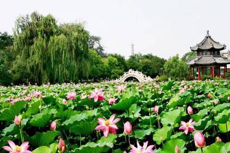 保定莲花池属于哪个区