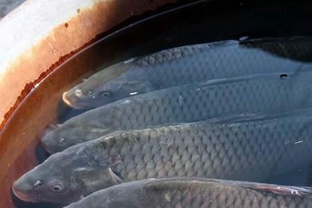 鲤鱼不投食能活多久