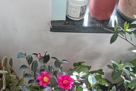 自制茶花营养液