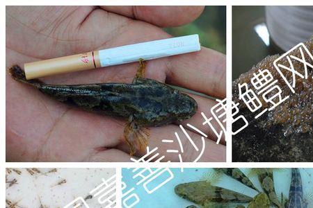 笋壳鱼与沙塘鳢养殖哪种好